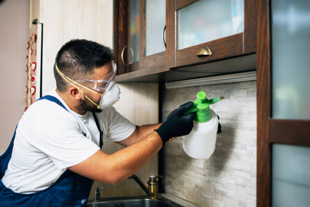Best Bed Bug Extermination  in Lucerne, CA