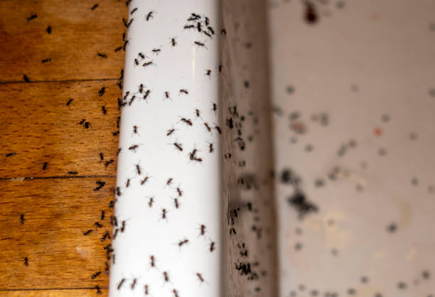Best Cockroach Control Services  in Lucerne, CA