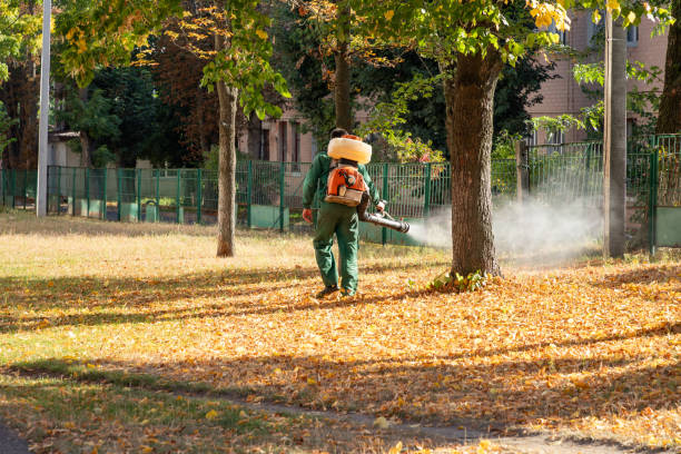 Best Local Pest Control Services  in Lucerne, CA