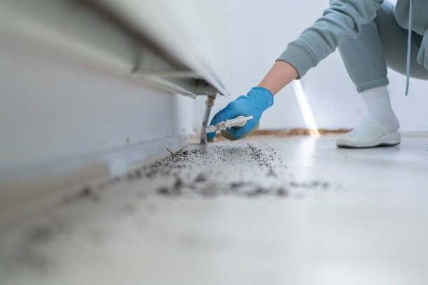 Best Mosquito Control Services  in Lucerne, CA